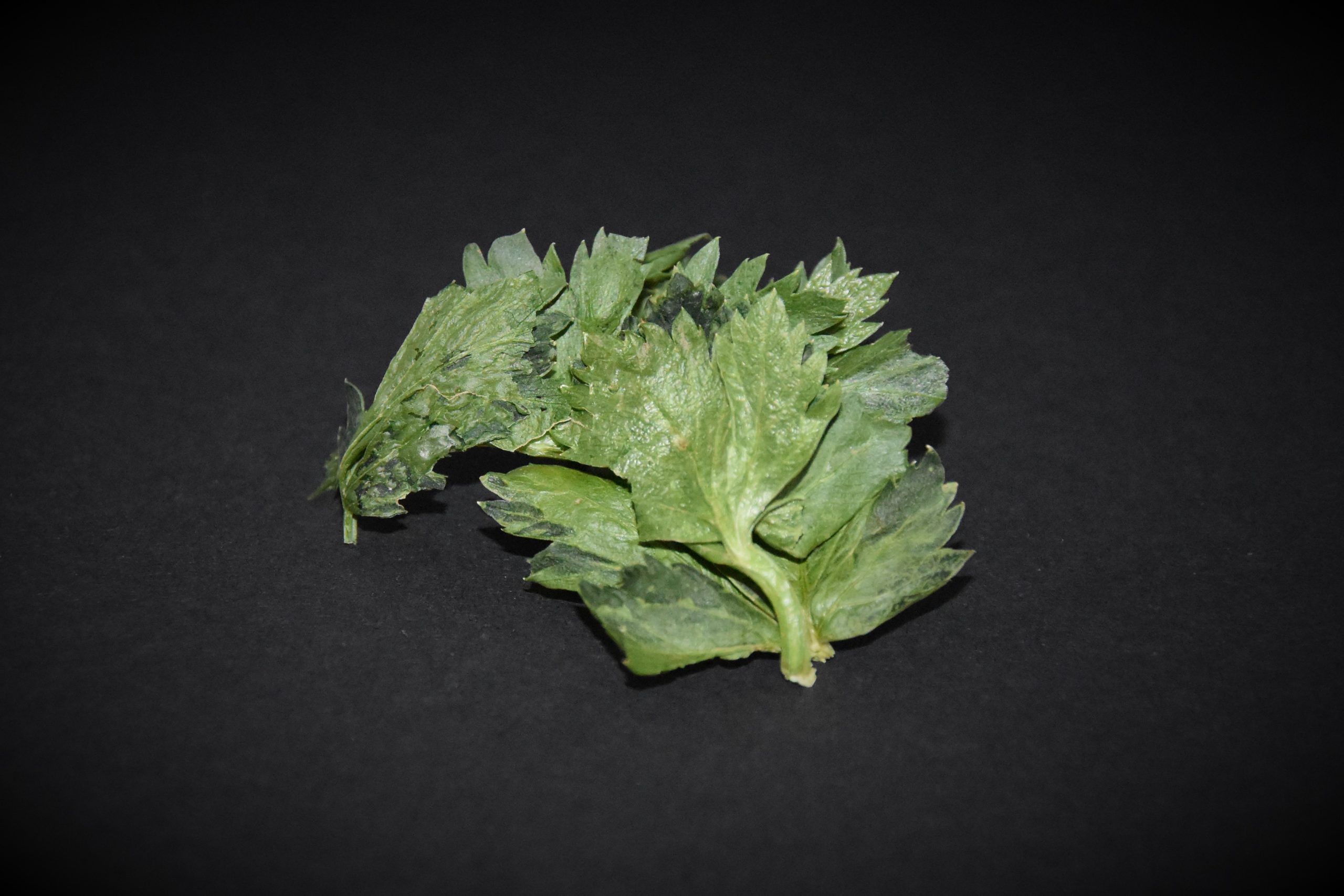 Liebstöckel – Fuster Gefriergetrocknet. Das Wunderkraut der Saucen.